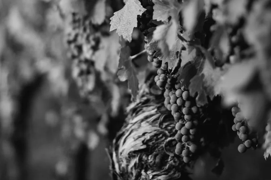 Tintilla Estate Wines setting