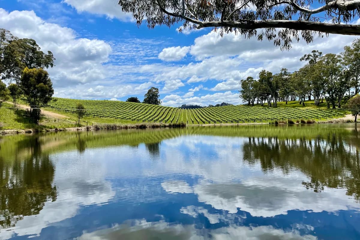 Golding Wines setting