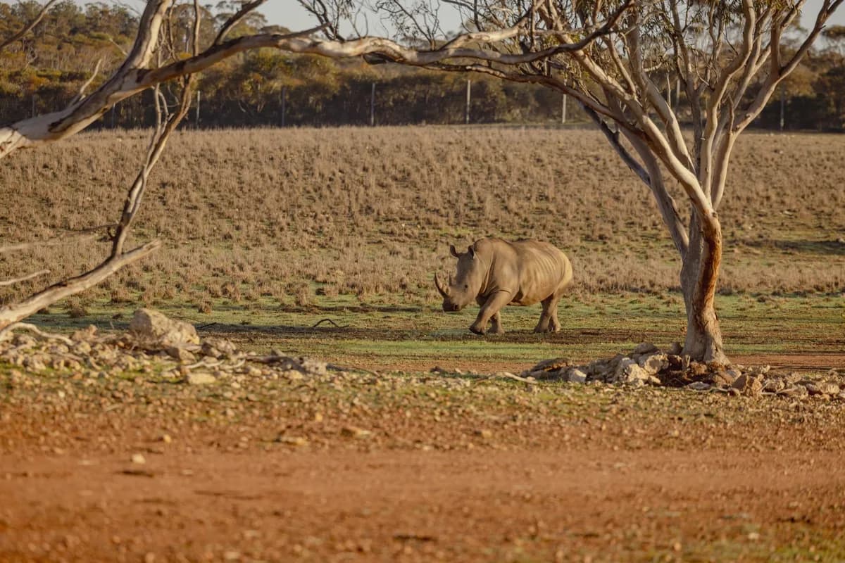 Monarto Safari Resort setting
