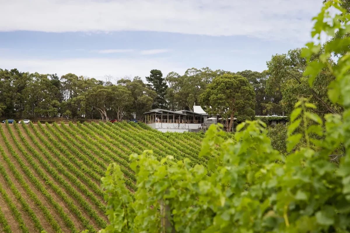 Mt Lofty Ranges Vineyard Restaurant setting