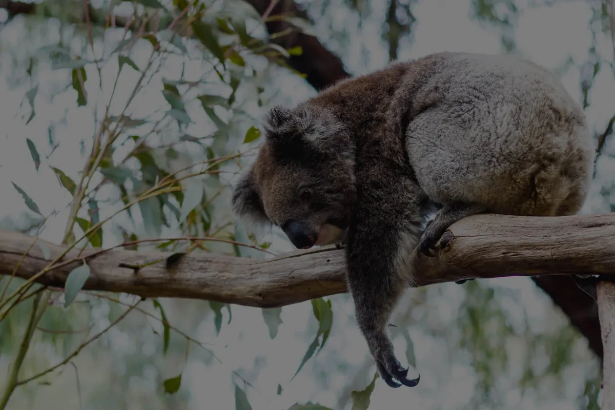 Gorge Wildlife Park – Immersive Wildlife Encounters setting