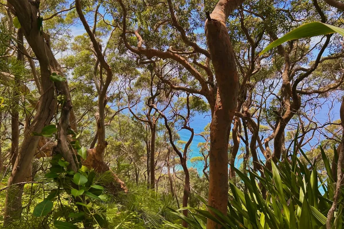 Nature Being Australia setting
